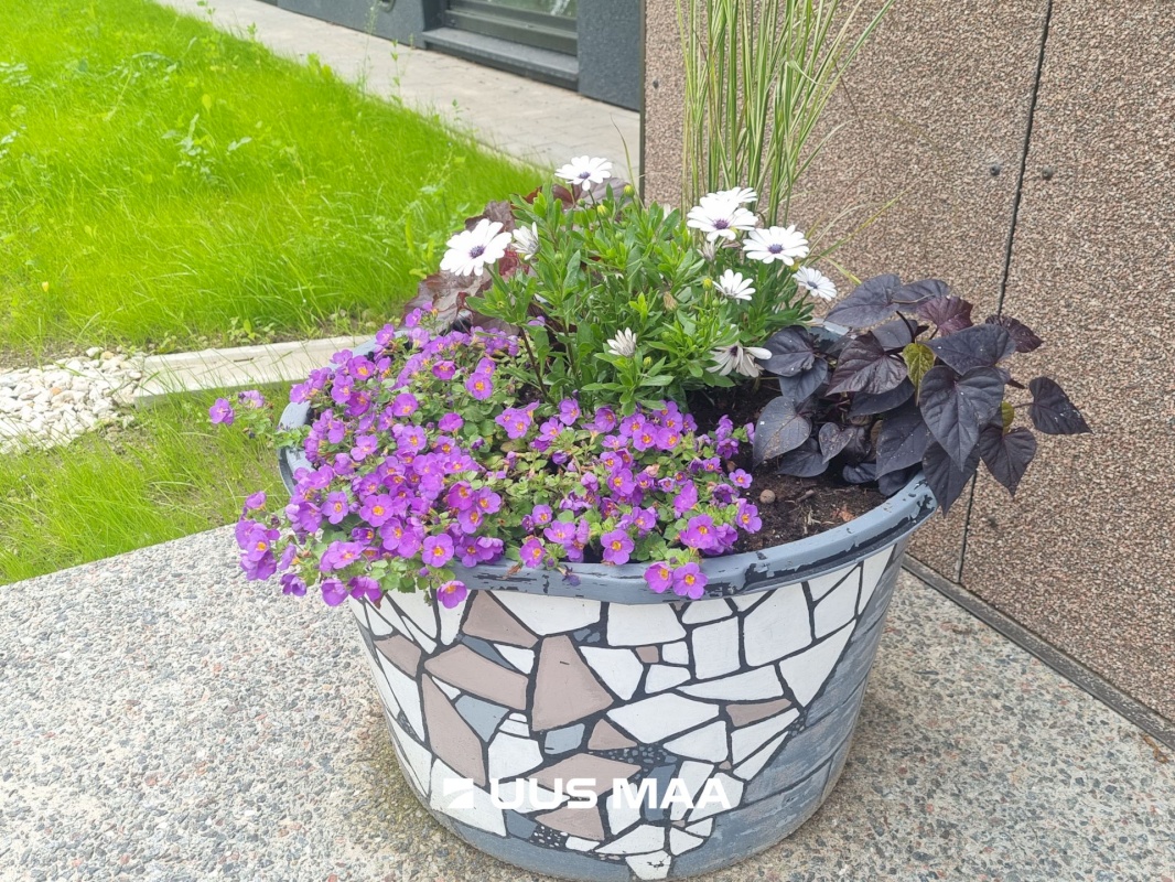 Vinni vald, Pajusti alevik, Linnu tn. 9