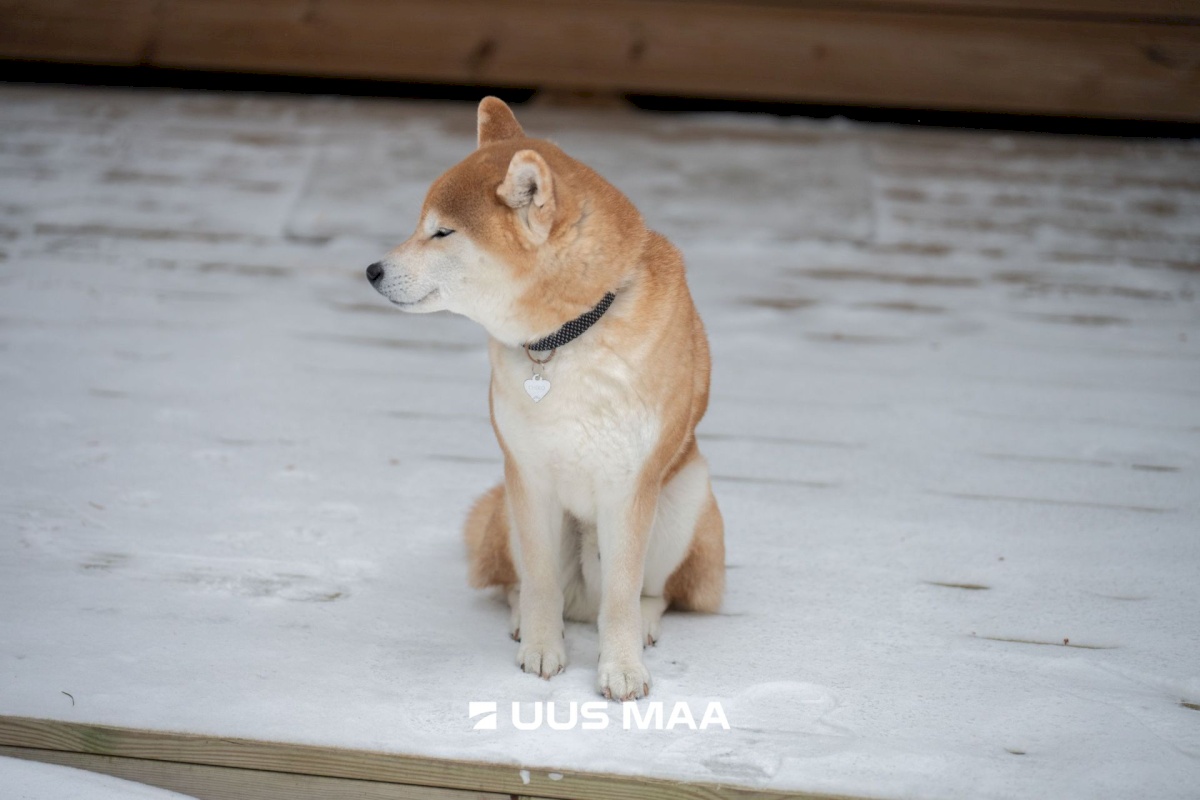 Lääne-Nigula vald, Rooslepa küla/Roslep, Trollitee