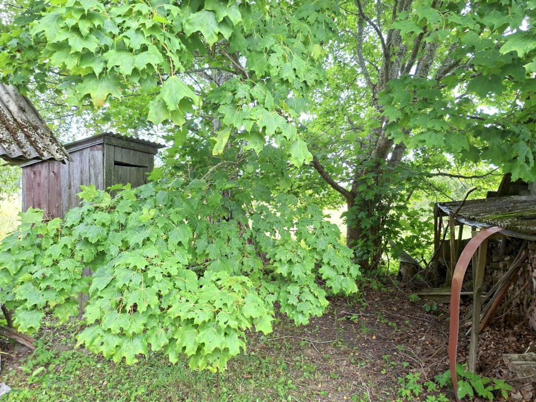 Mustvee vald, Saarjärve küla, Saarelehe