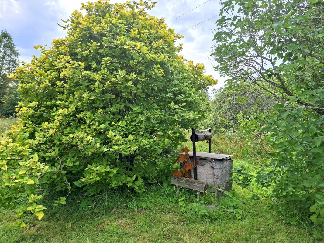 Mustvee vald, Saarjärve küla, Saarelehe