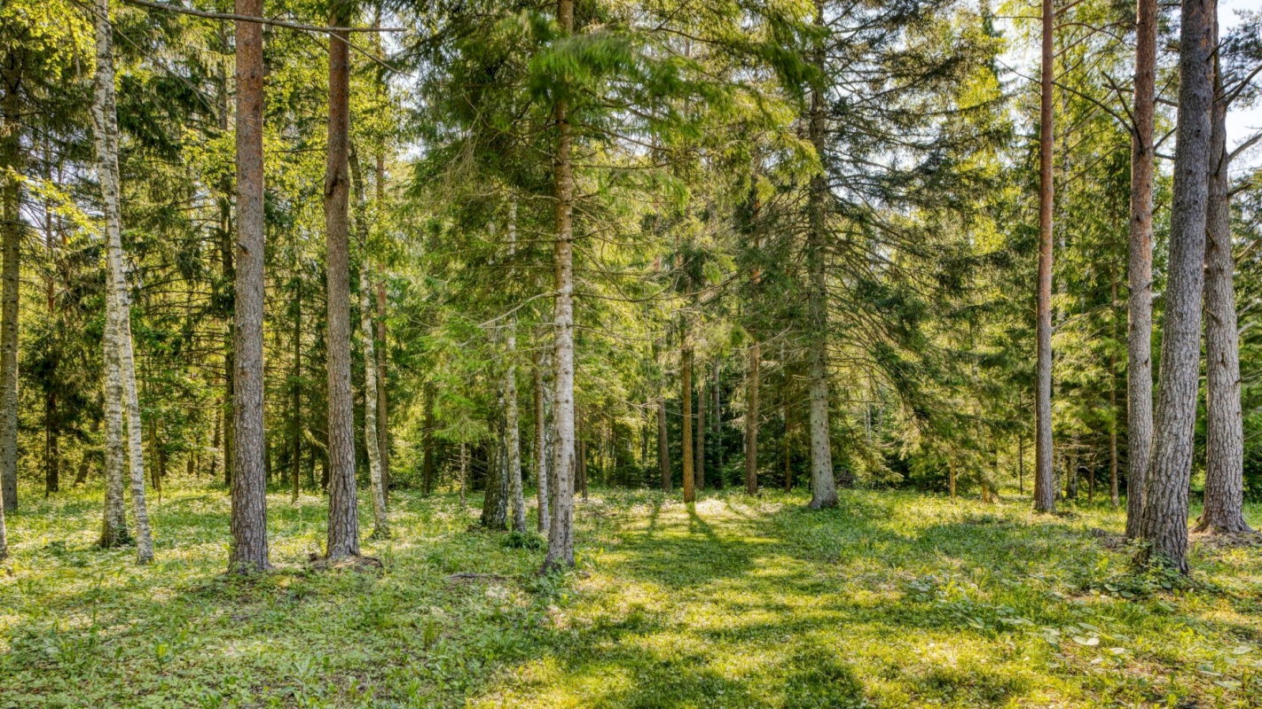 Saue vald, Koppelmaa küla