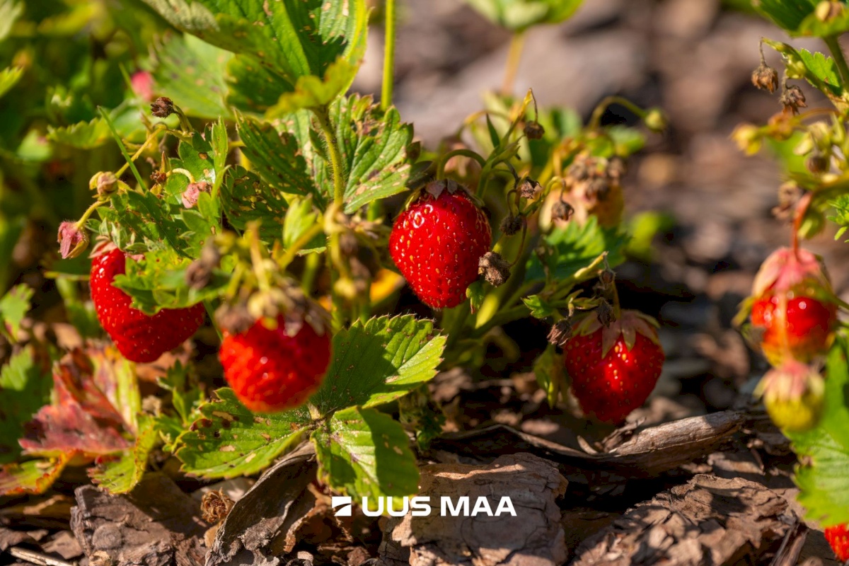 Raasiku vald, Raasiku alevik, Tallinna mnt 35