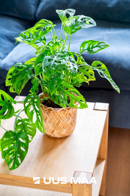 Lääne-Harju vald, Ohtu küla, Sulemaa