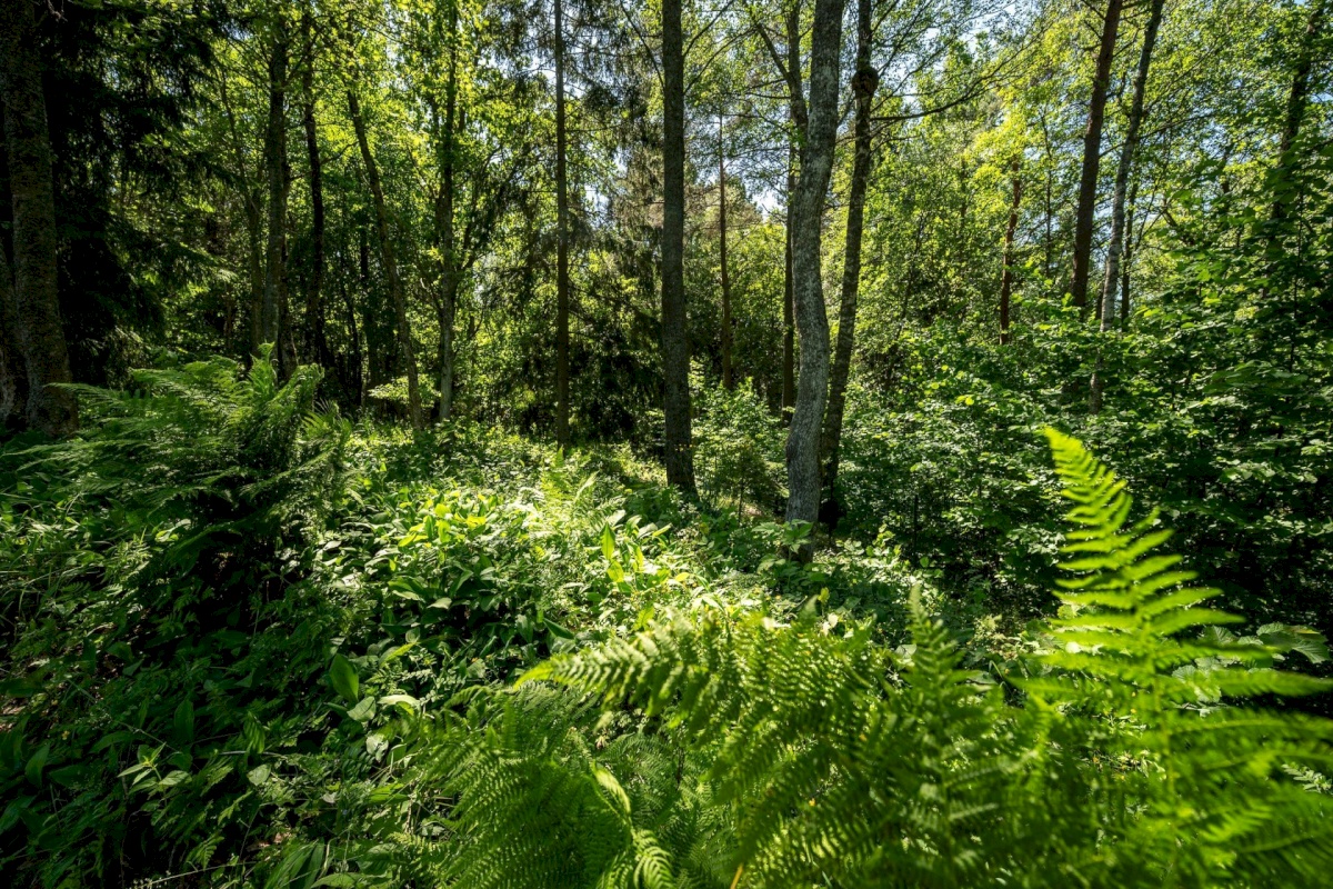 Viimsi vald, Randvere küla, Kurekannuse tee 17