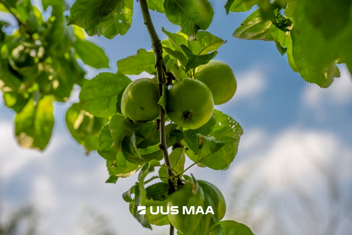 Saue vald, Vansi küla, Tiskreaia 8