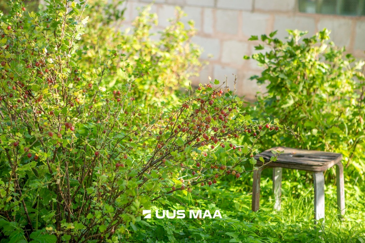 Kastre vald, Päkste küla, Männi 14