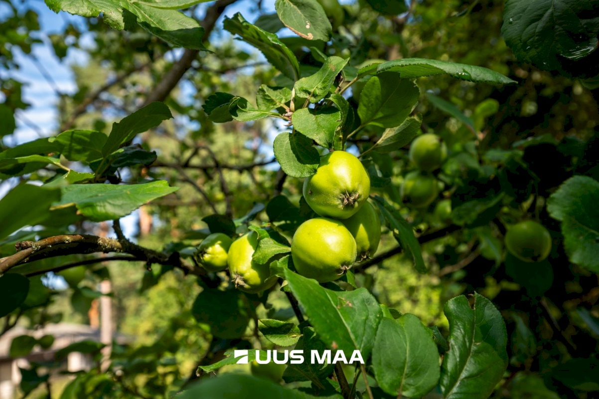 Saue vald, Koidu küla, Koidu tee 44