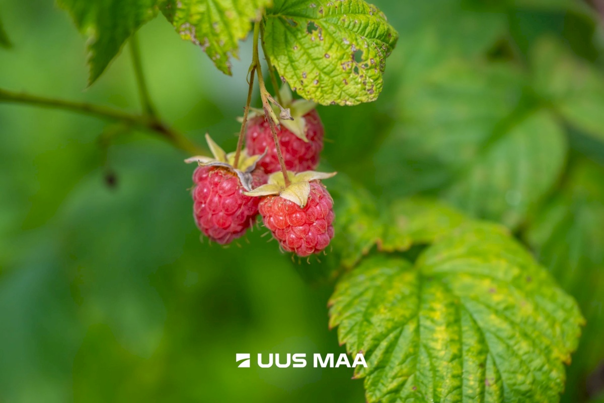 Lääne-Harju vald, Kurkse küla, Männiku
