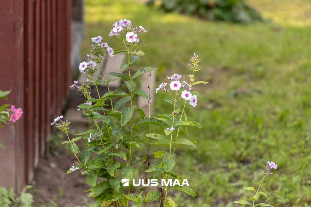 Põlva vald, Kauksi küla, Haavamäe