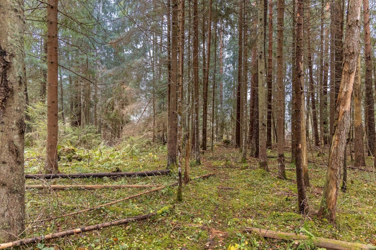 Kanepi vald, Jõgehara küla, Sooserva