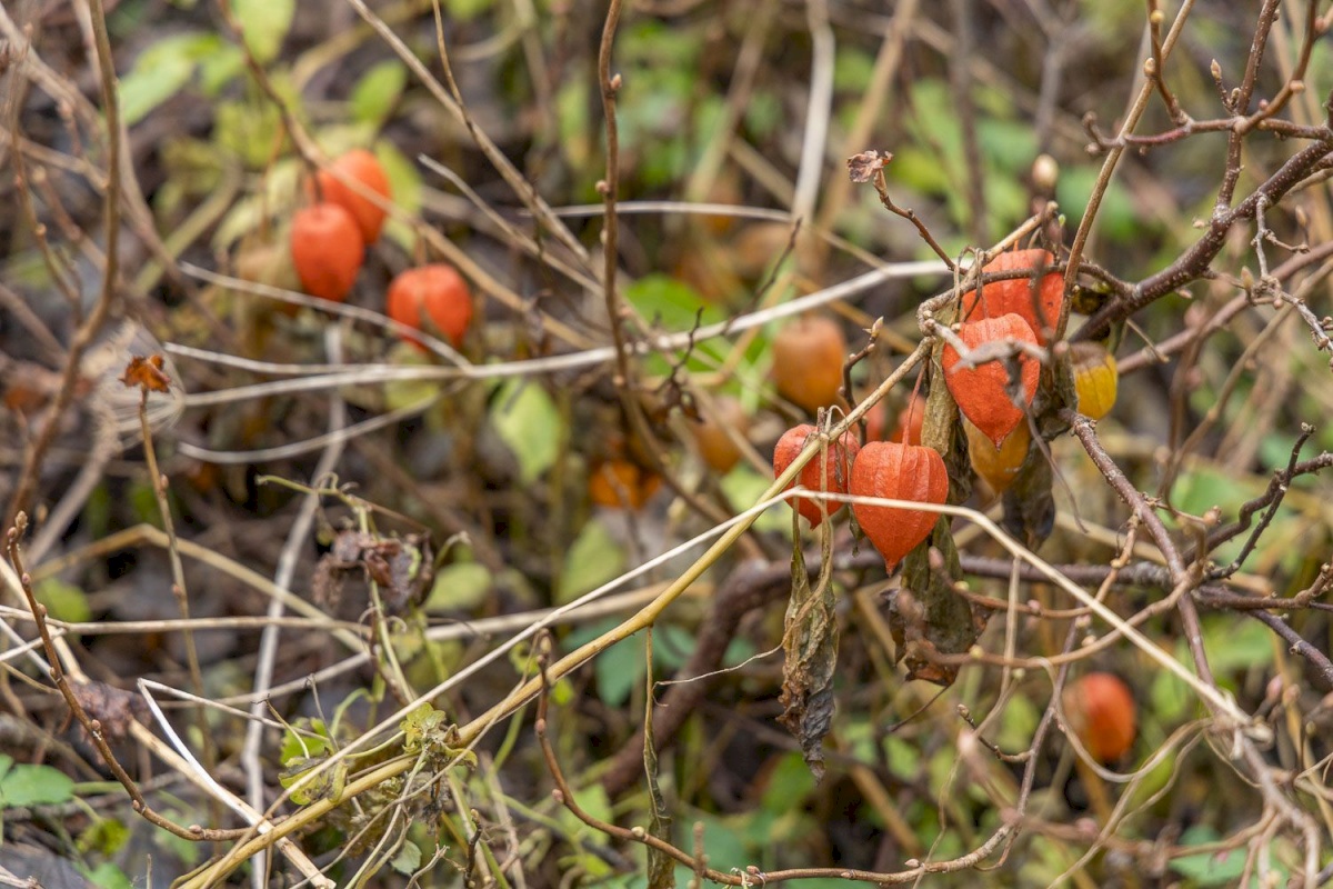 Kanepi vald, Jõgehara küla, Sooserva