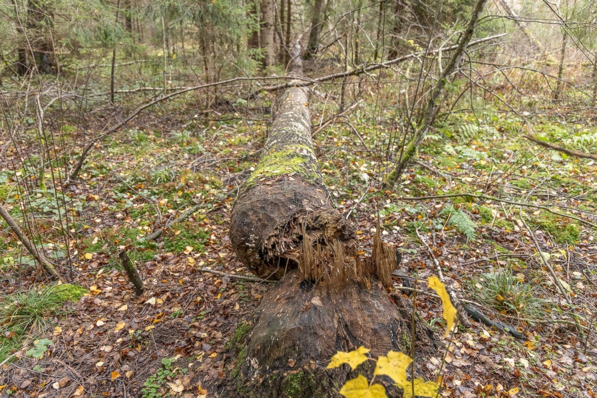 Kanepi vald, Jõgehara küla, Sooserva