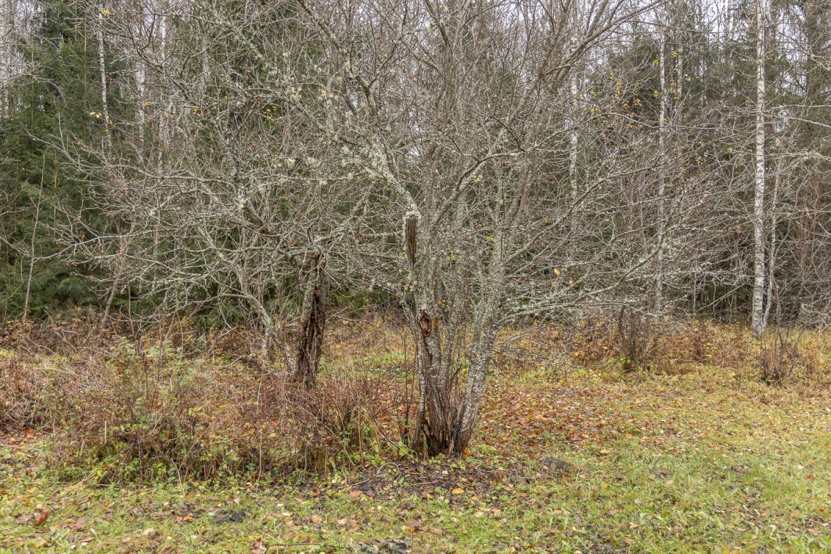 Kanepi vald, Jõgehara küla, Sooserva