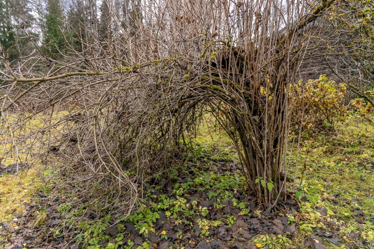 Kanepi vald, Jõgehara küla, Sooserva