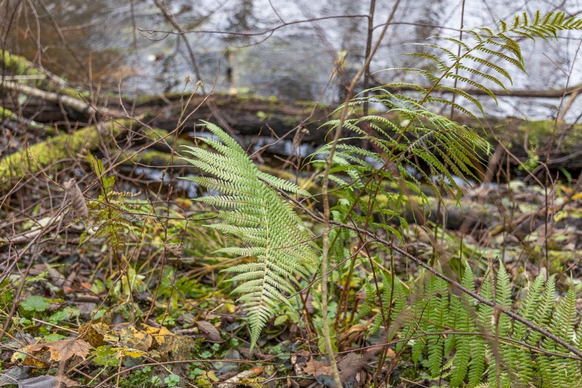 Kanepi vald, Jõgehara küla, Sooserva