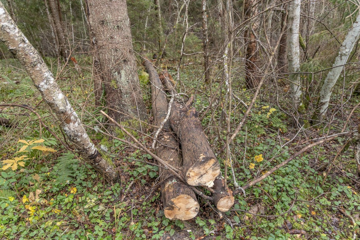 Kanepi vald, Jõgehara küla, Sooserva