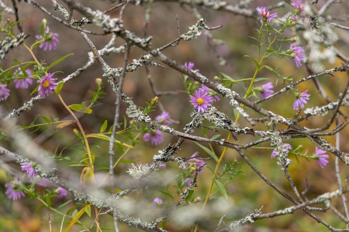 Kanepi vald, Jõgehara küla, Sooserva