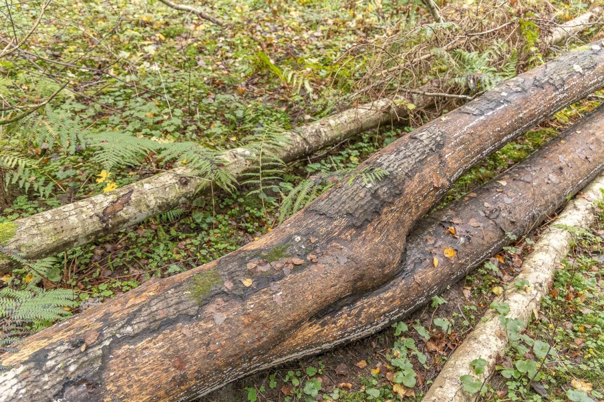 Kanepi vald, Jõgehara küla, Sooserva