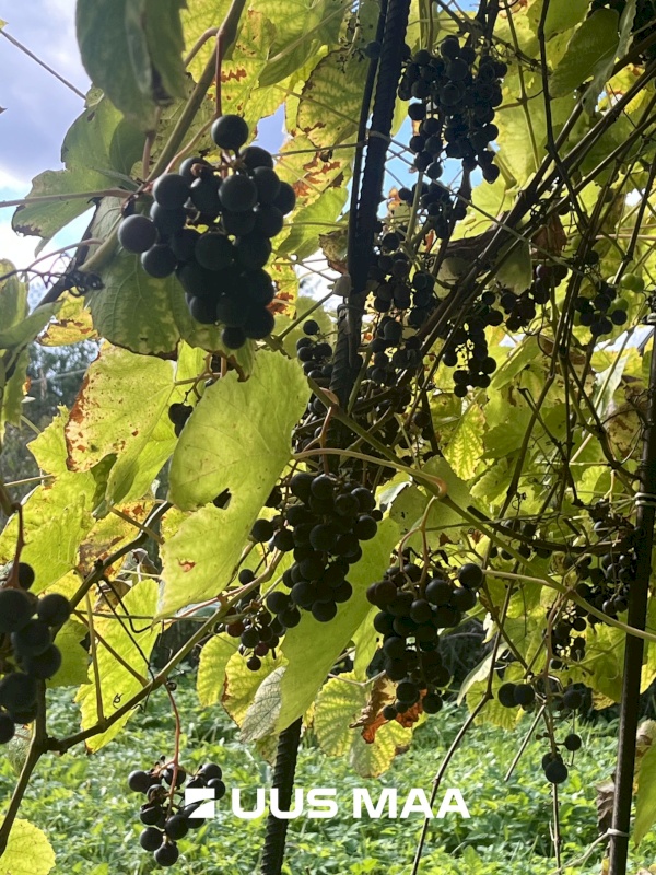 Saue vald, Kibuna küla, Porri AÜ