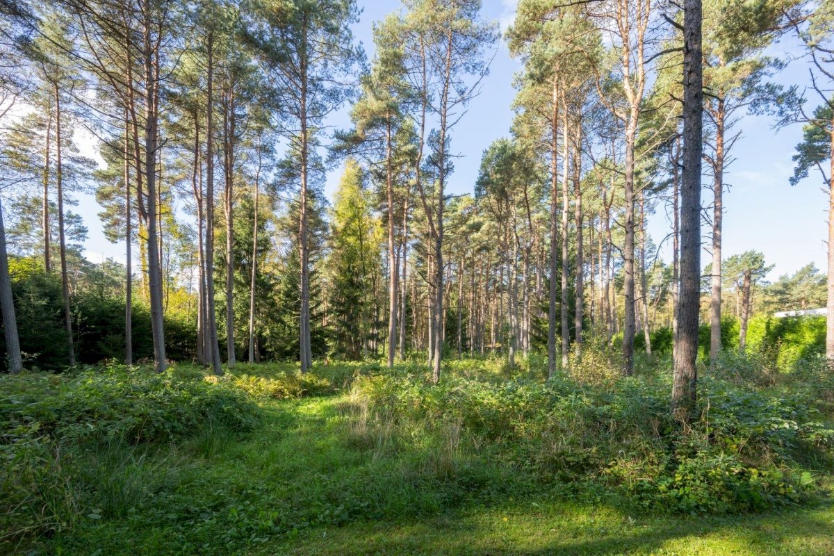 Viimsi vald, Tammneeme küla, Teigari tee 32