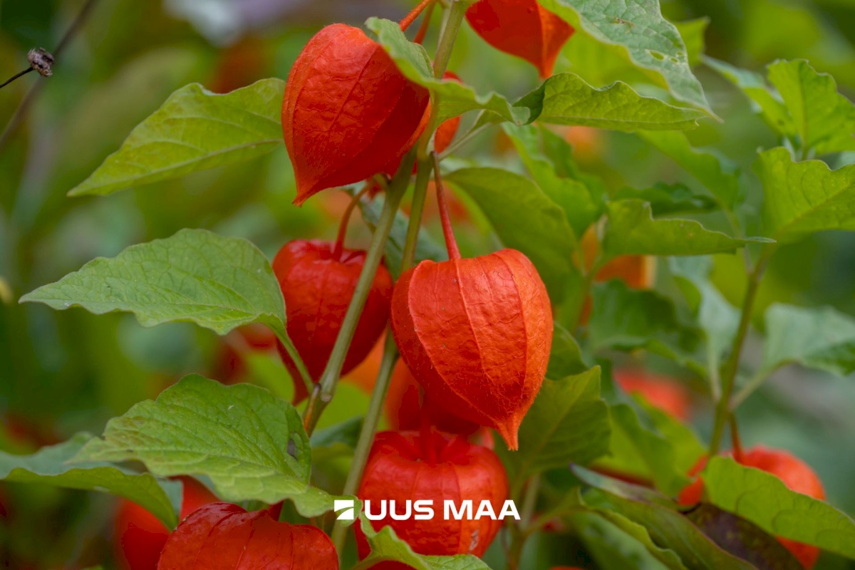 Märjamaa vald, Sipa küla, Madise