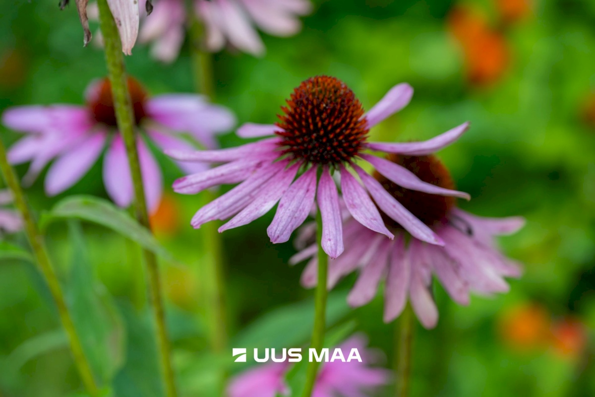 Märjamaa vald, Sipa küla, Madise