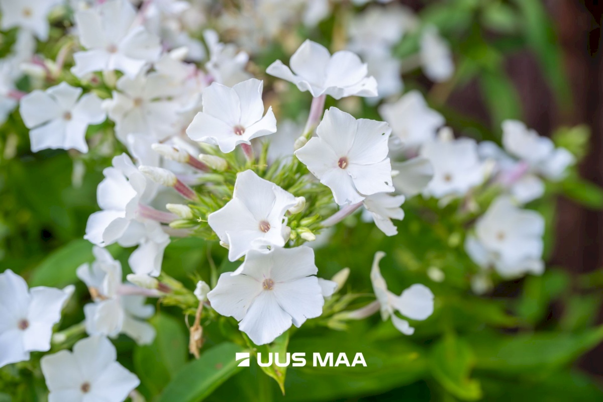 Tallinn, Haabersti linnaosa, Haabersti, Lee 17a