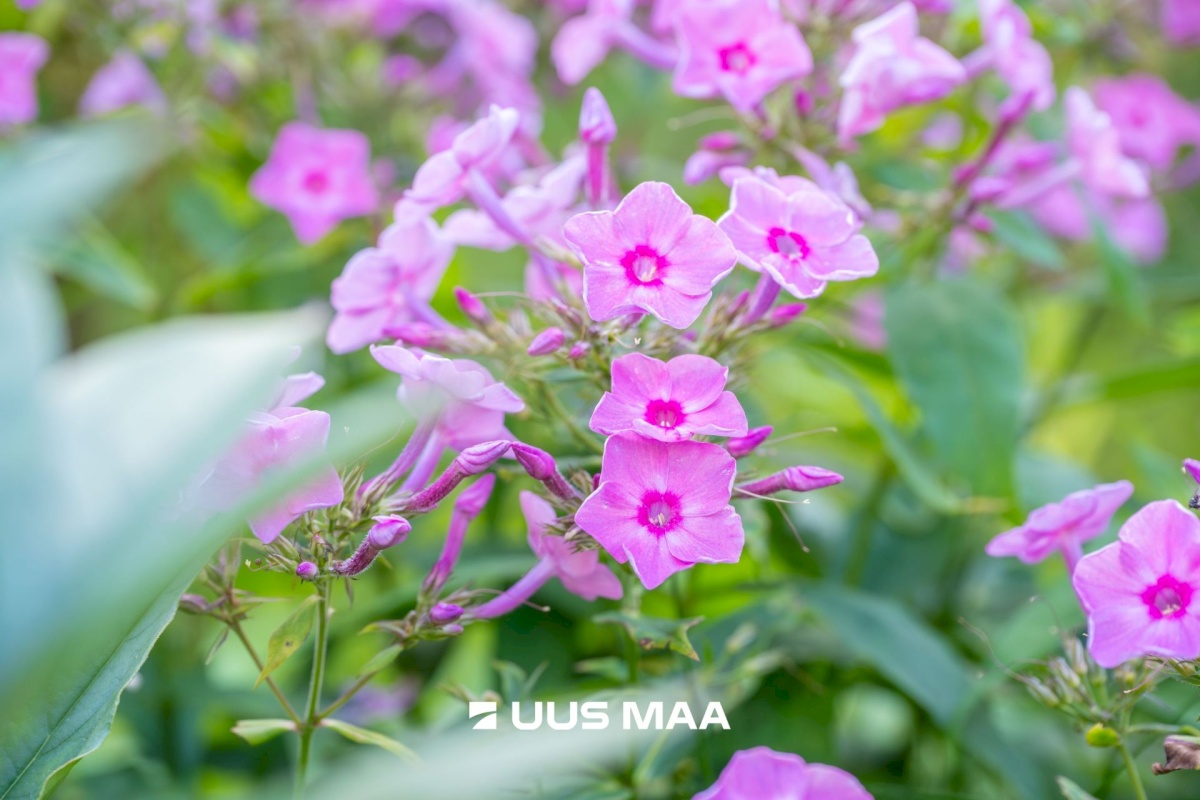 Tallinn, Haabersti linnaosa, Haabersti, Lee 17a