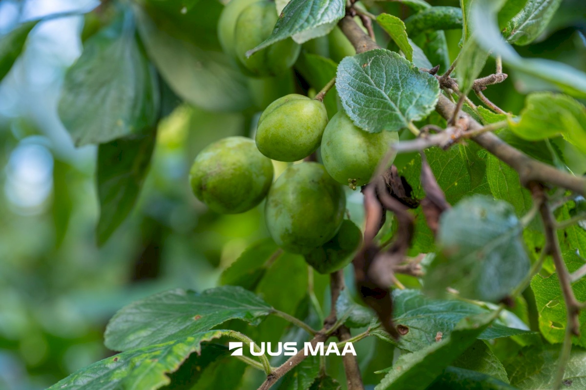 Tallinn, Haabersti linnaosa, Haabersti, Lee 17a