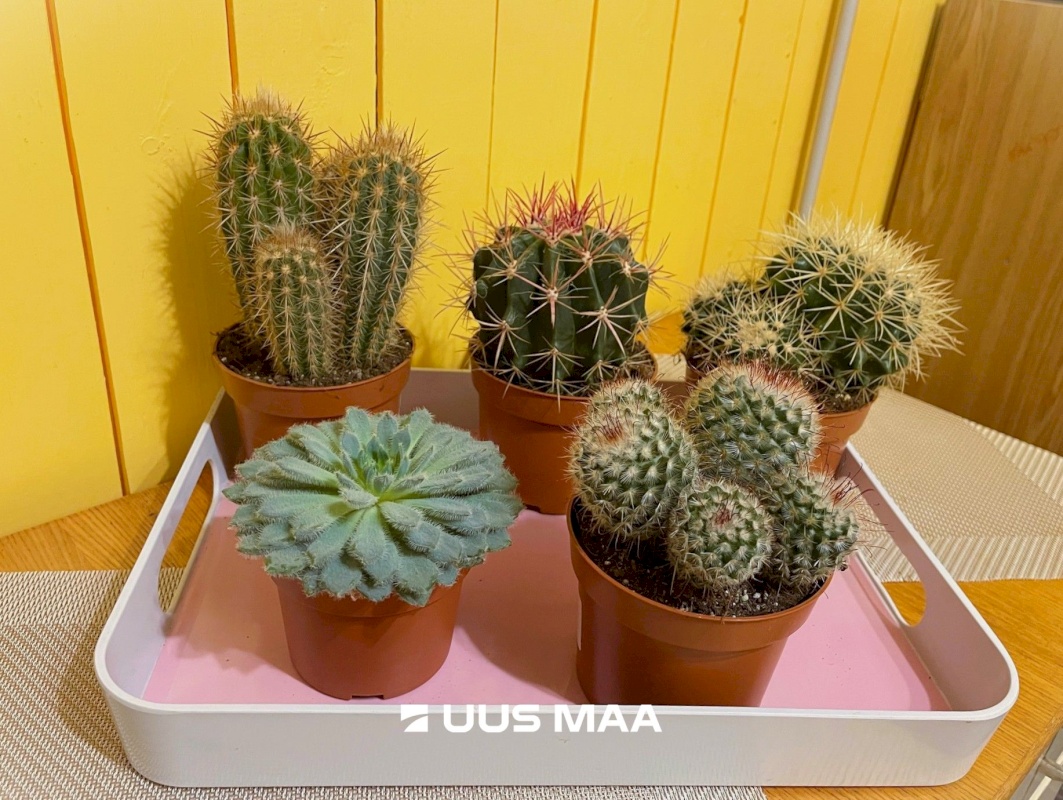 Tallinn, Pirita linnaosa, Mähe, Randvere tee 143