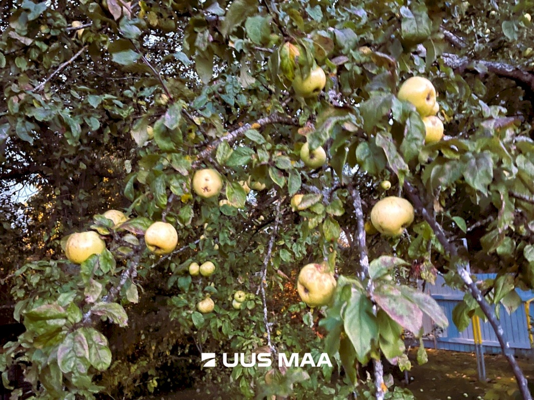 Tallinn, Pirita linnaosa, Mähe, Randvere tee 143