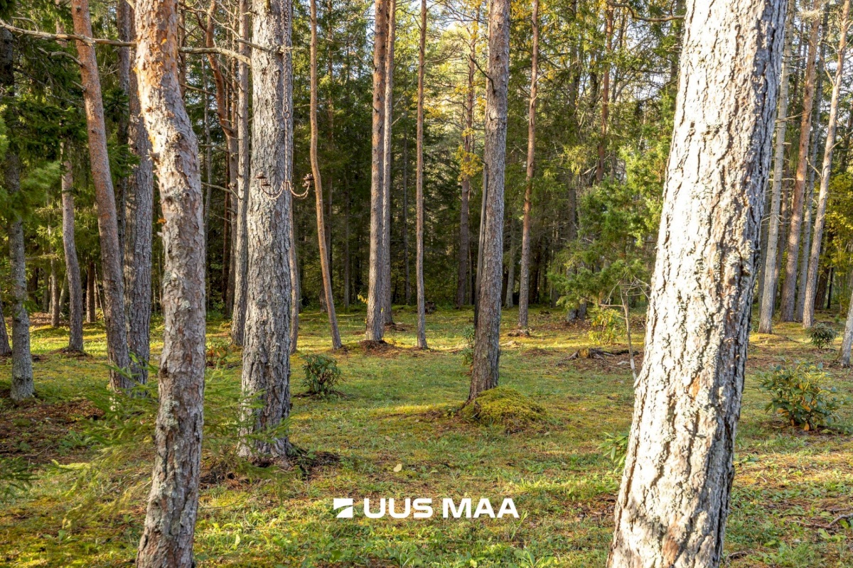 Lääne-Harju vald, Tuulna küla, Metsanurga