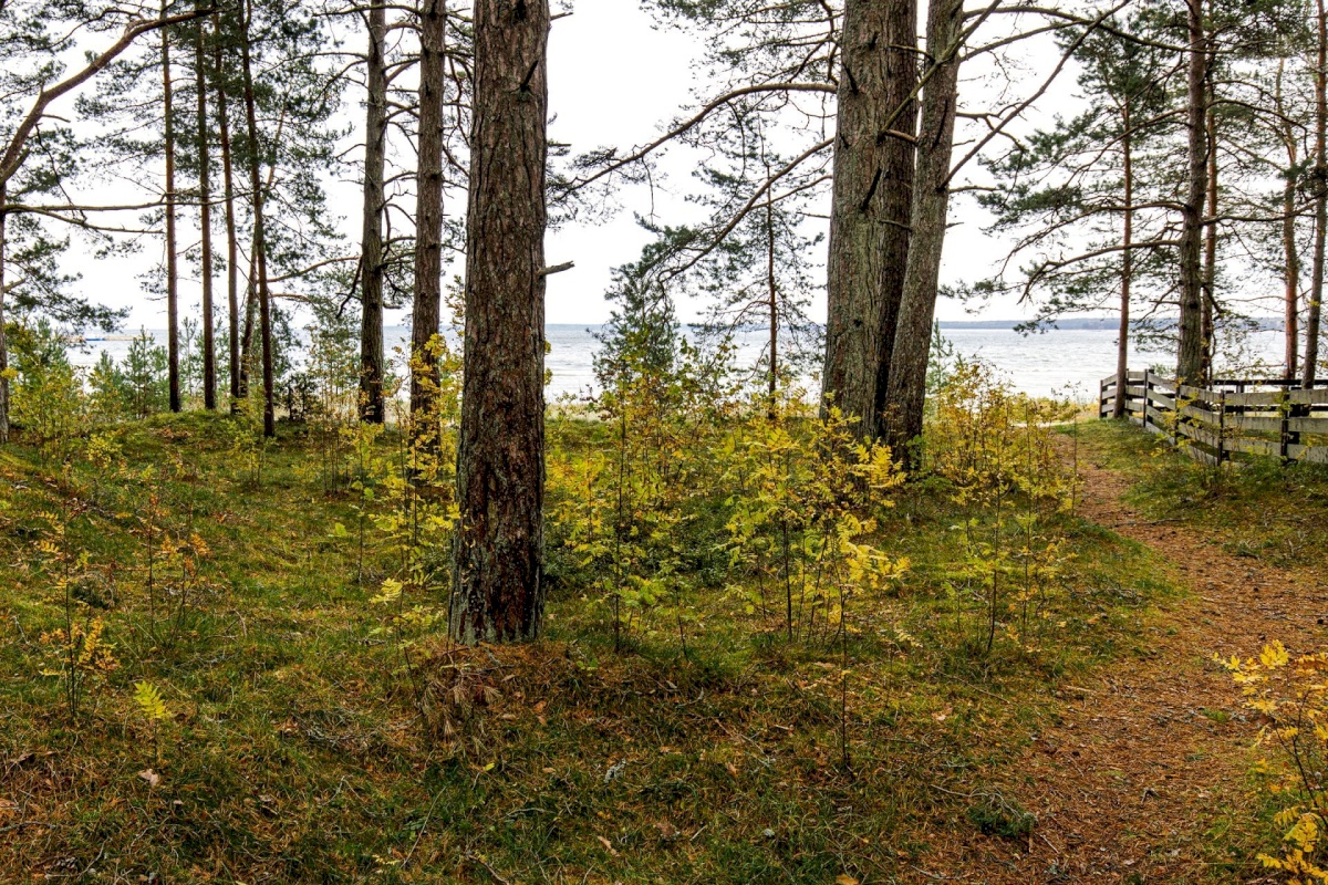 Lääne-Harju vald, Lohusalu küla, Lohusalu tee 141