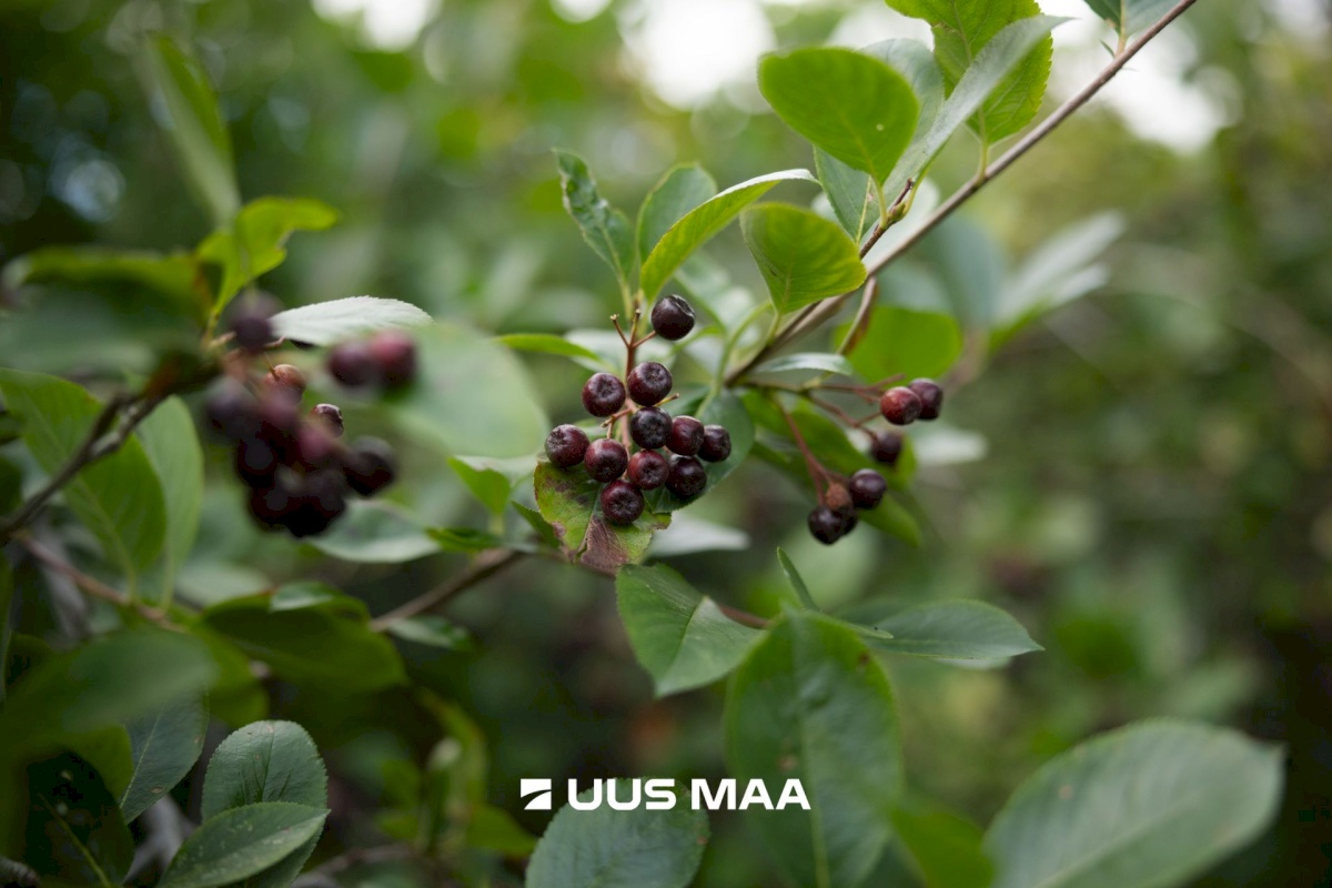 Saku vald, Metsanurme küla, Kuresoo tee 7