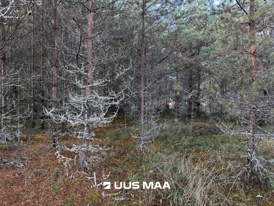 Alutaguse vald, Kauksi küla, Männivälja