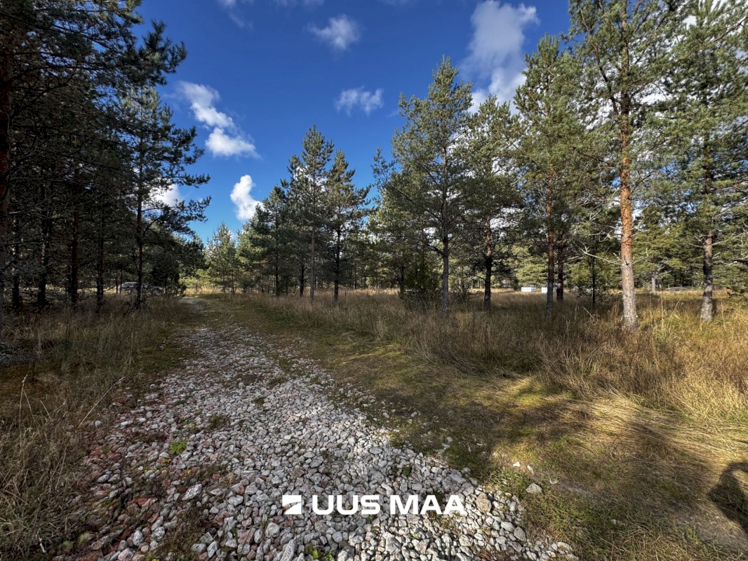 Alutaguse vald, Kauksi küla, Männivälja