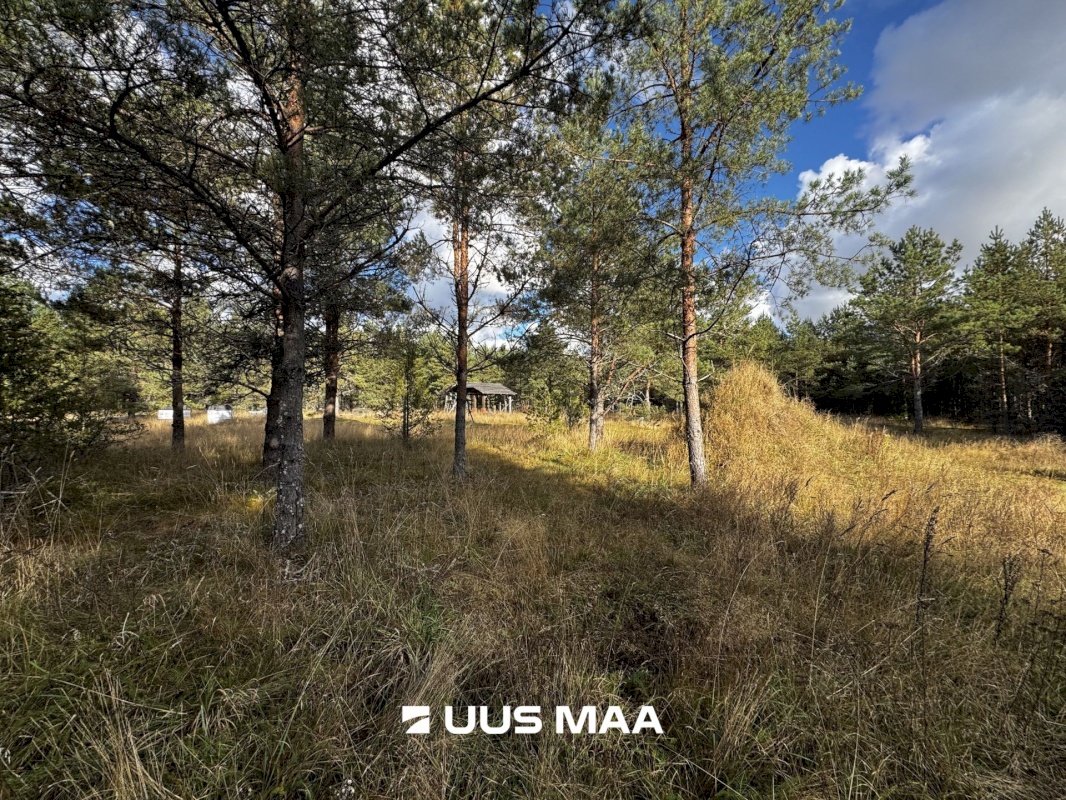 Alutaguse vald, Kauksi küla, Männivälja