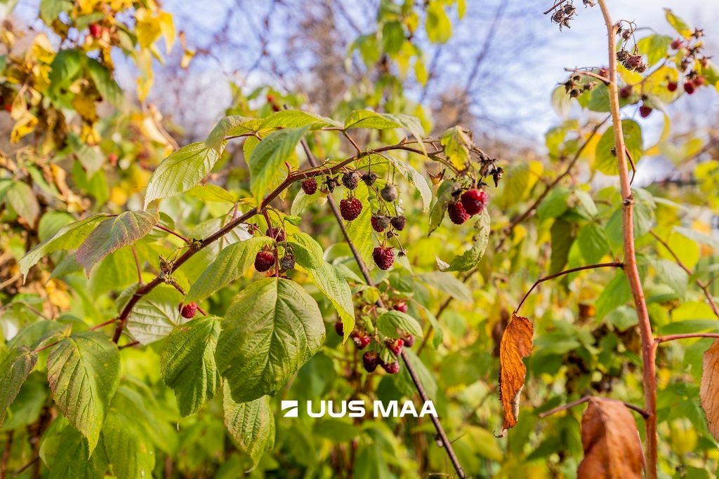 Võru linn, Väike 8