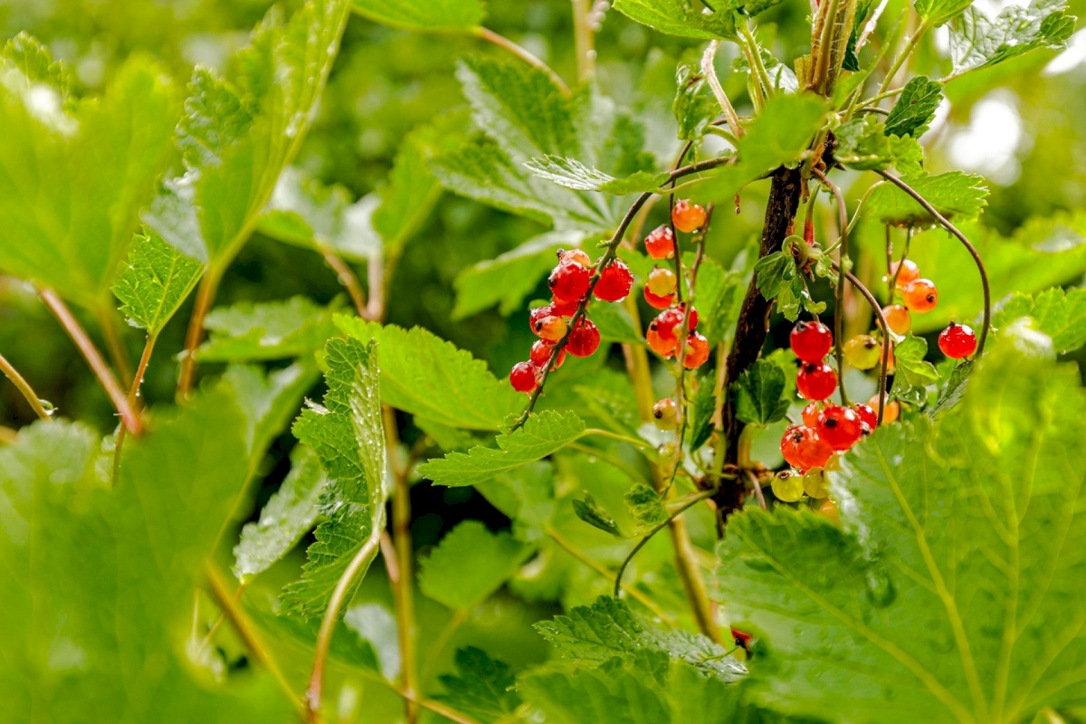 Keila linn, Kruusa tn 6