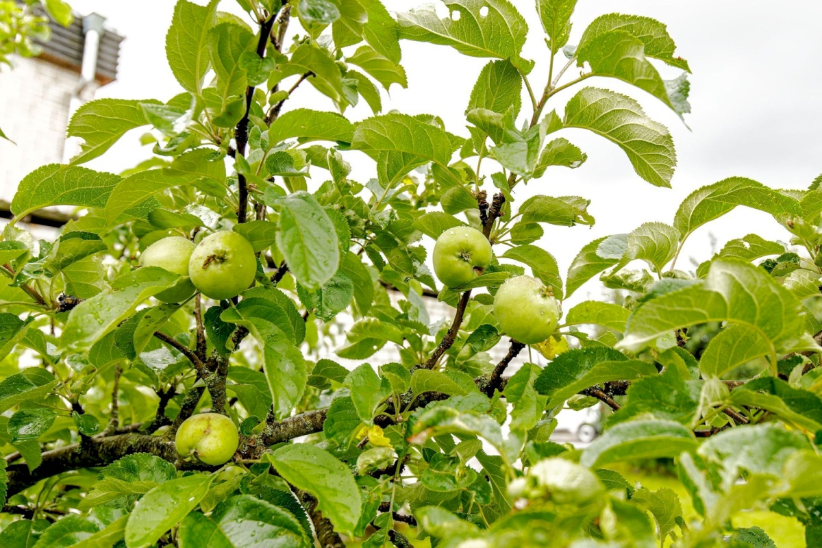 Keila linn, Kruusa tn 6