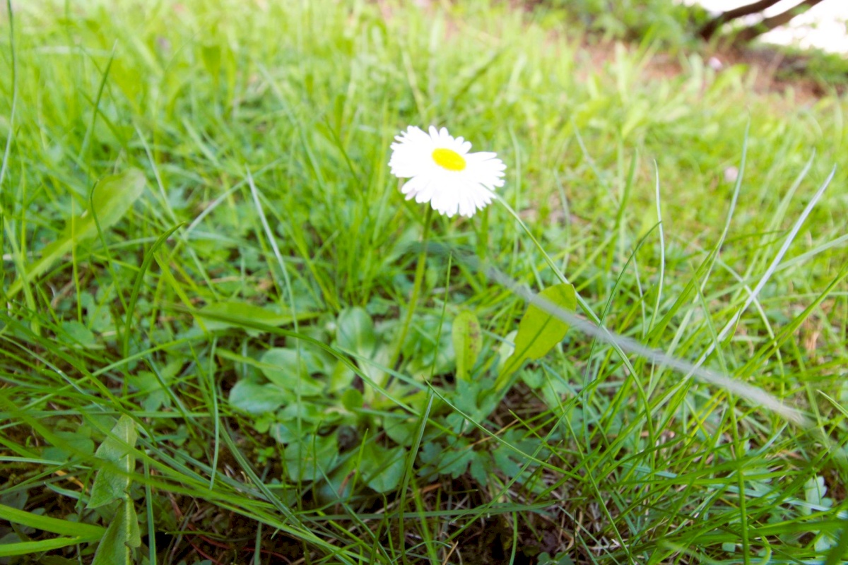 Pärnu linn, Pärnu linn, Ülejõe, Kuldse Kodu 5