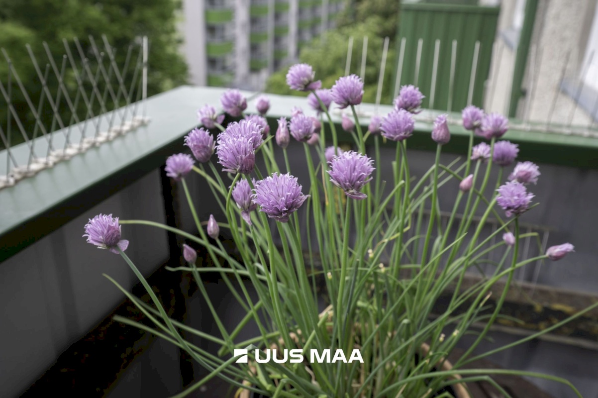 Tallinn, Mustamäe linnaosa, Kadaka, Kadaka tee 163