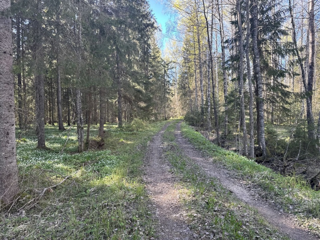 Rapla vald, Suurekivi küla, Hirvelaane