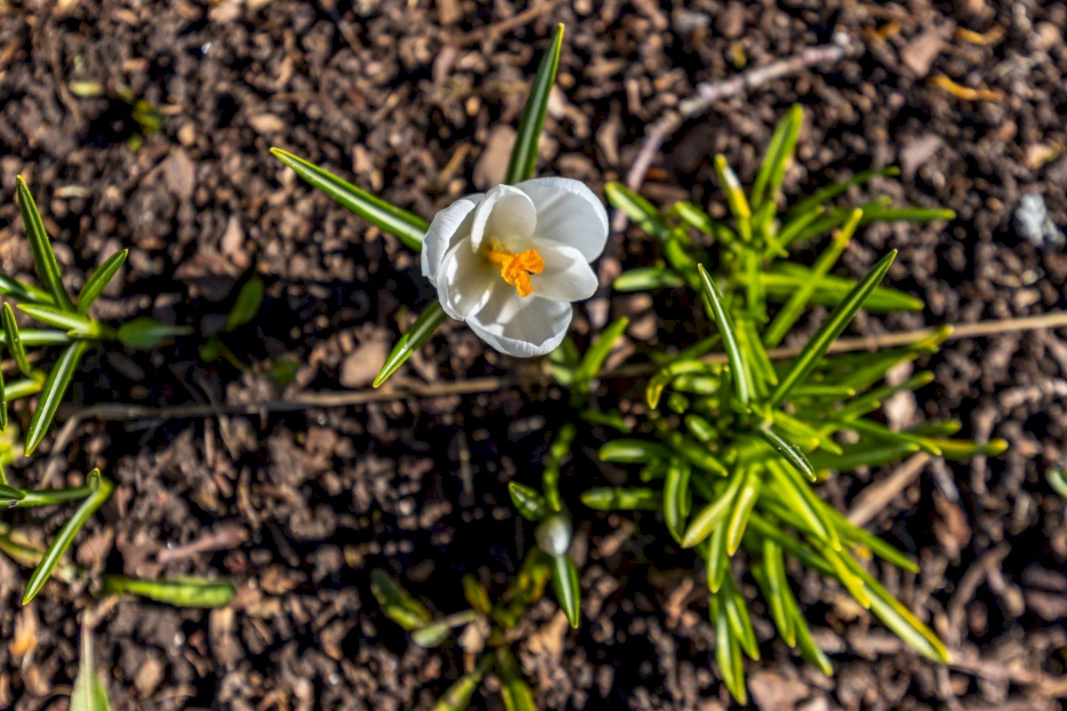 Kohila vald, Aespa alevik, Sigma 7