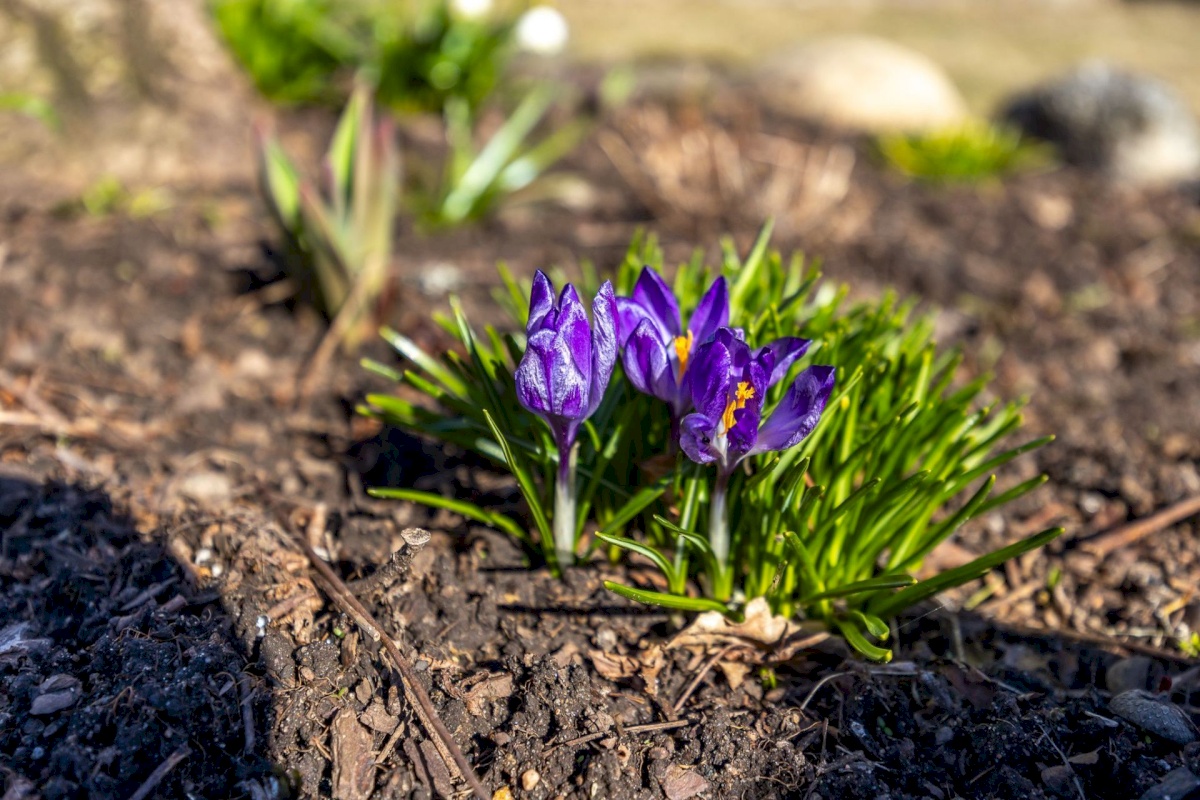 Kohila vald, Aespa alevik, Sigma 7