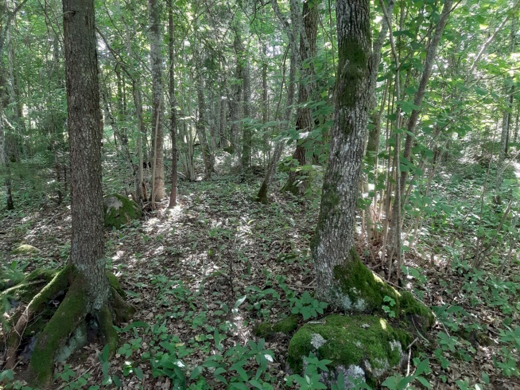 Kohila vald, Aespa alevik, Sigma 7