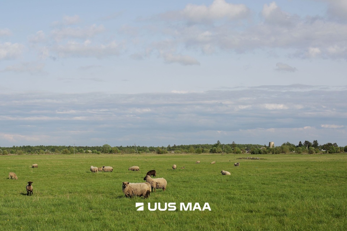 Jõelähtme vald, Maardu küla, Keskvälja