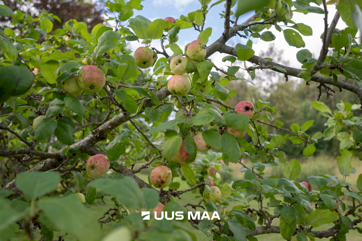 Hiiumaa vald, Emmaste-Kurisu küla, Sarapuu