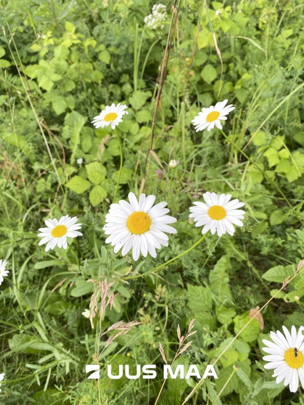 Saue vald, Koppelmaa küla, Poki tee