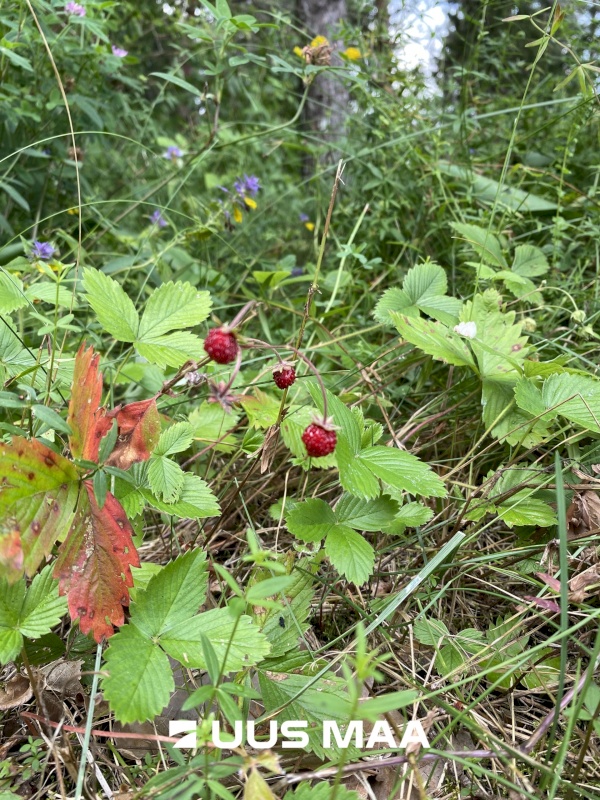 Saue vald, Koppelmaa küla, Poki tee
